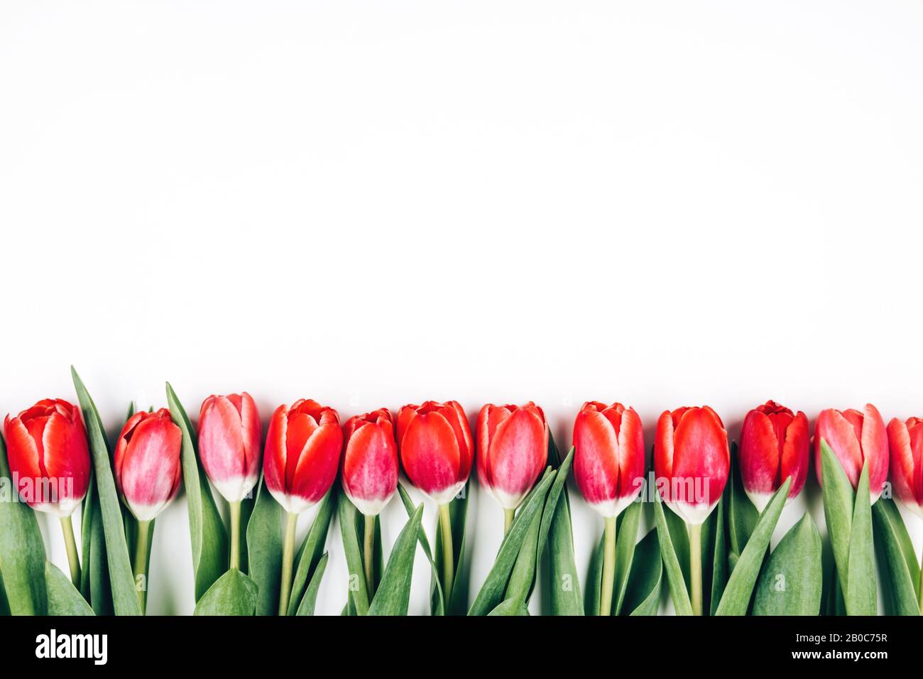 Tulipani rosa e rosso in una fila su uno sfondo bianco isolato. Spazio per il testo Foto Stock
