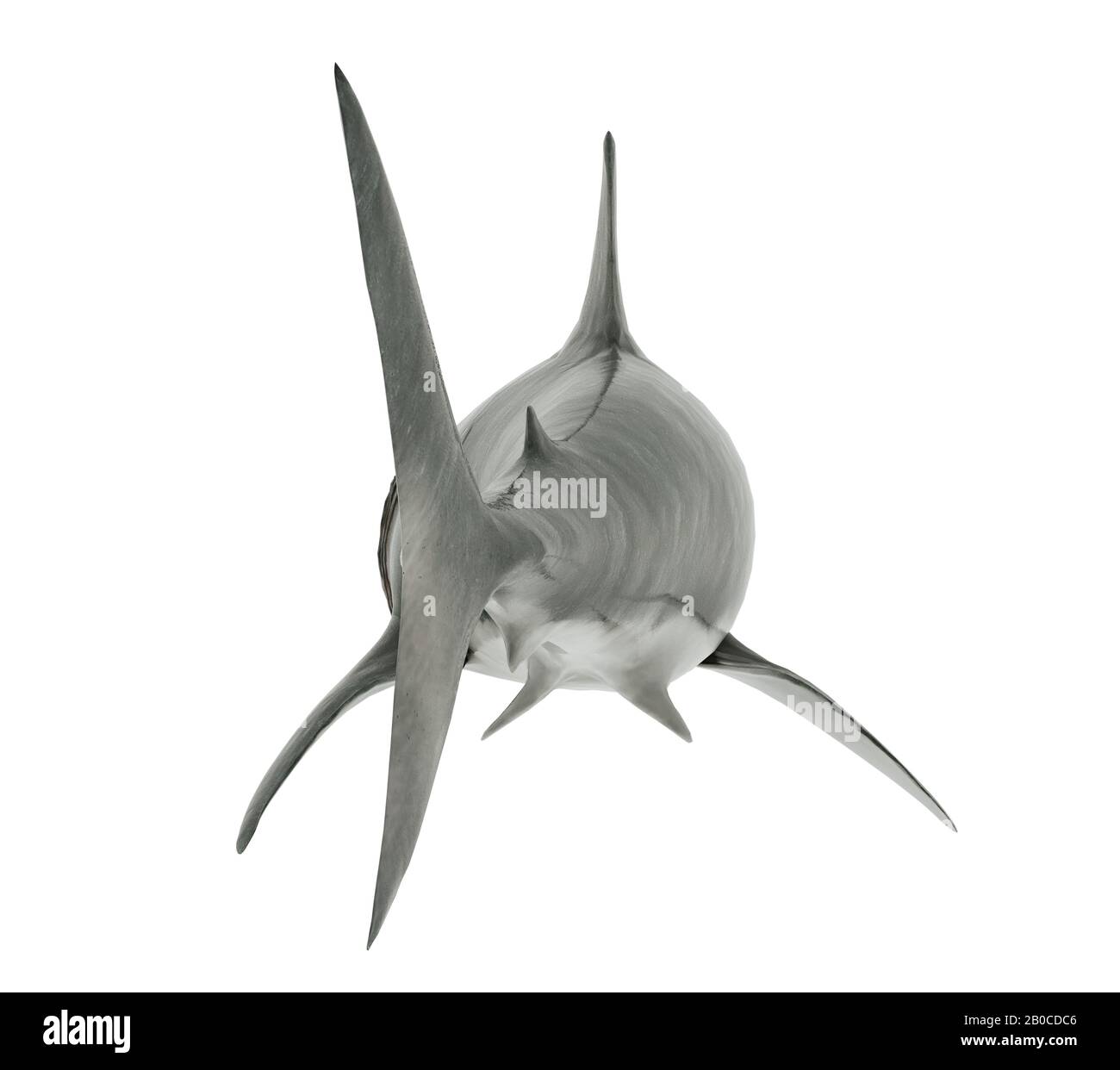 Grande Squalo Bianco Isolato. Angolo posteriore Foto Stock