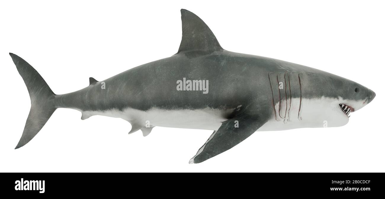 Grande Squalo Bianco Isolato. Foto Stock