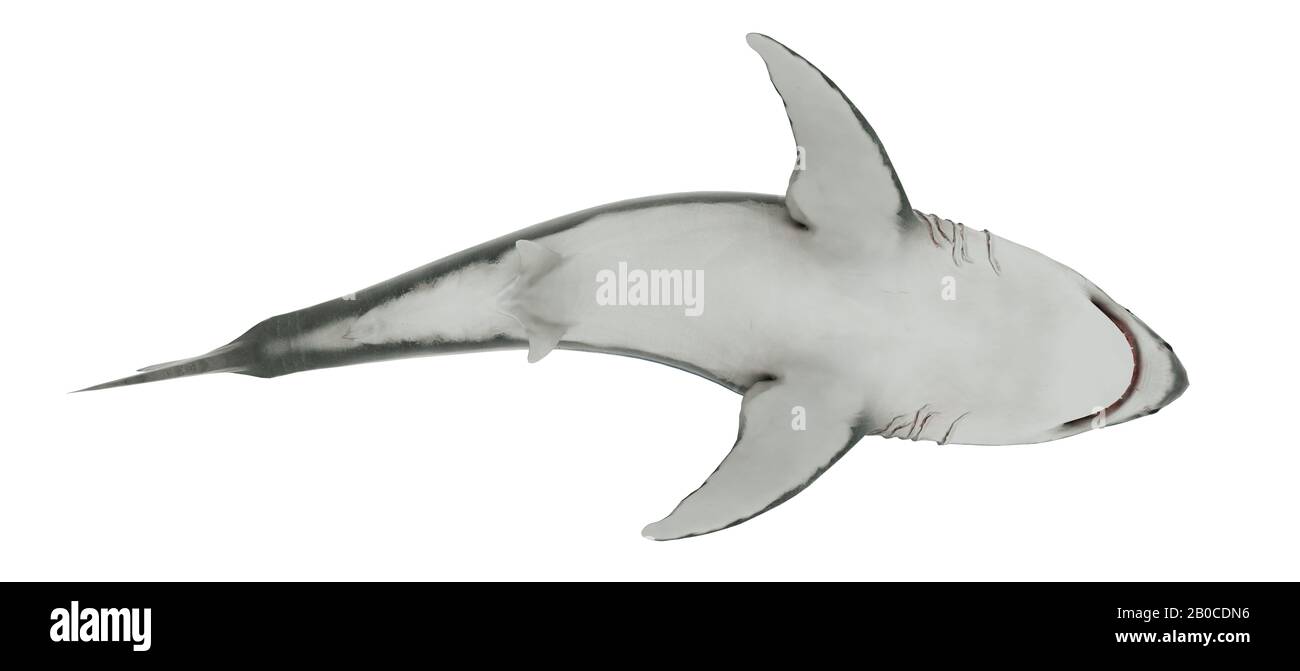 Grande Squalo Bianco Isolato. Angolo basso Foto Stock