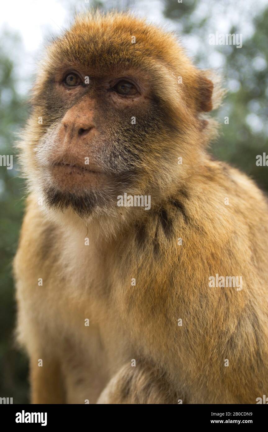 REGNO UNITO, GIBILTERRA, BARBARY MACAQUE (MACACA SYLVANUS), PRIMO PIANO Foto Stock