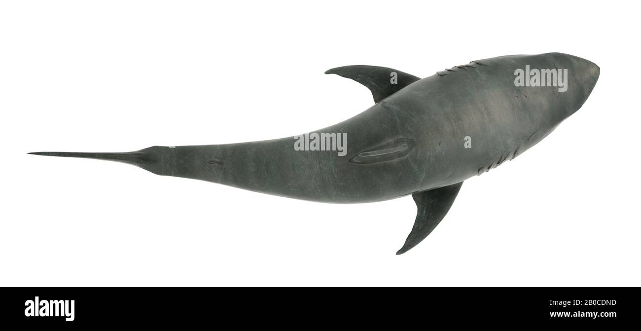 Grande Squalo Bianco Isolato. Angolo superiore Foto Stock
