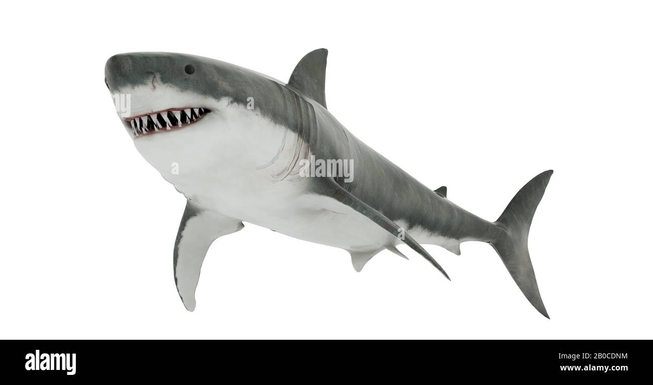 Grande Squalo Bianco Isolato. Foto Stock