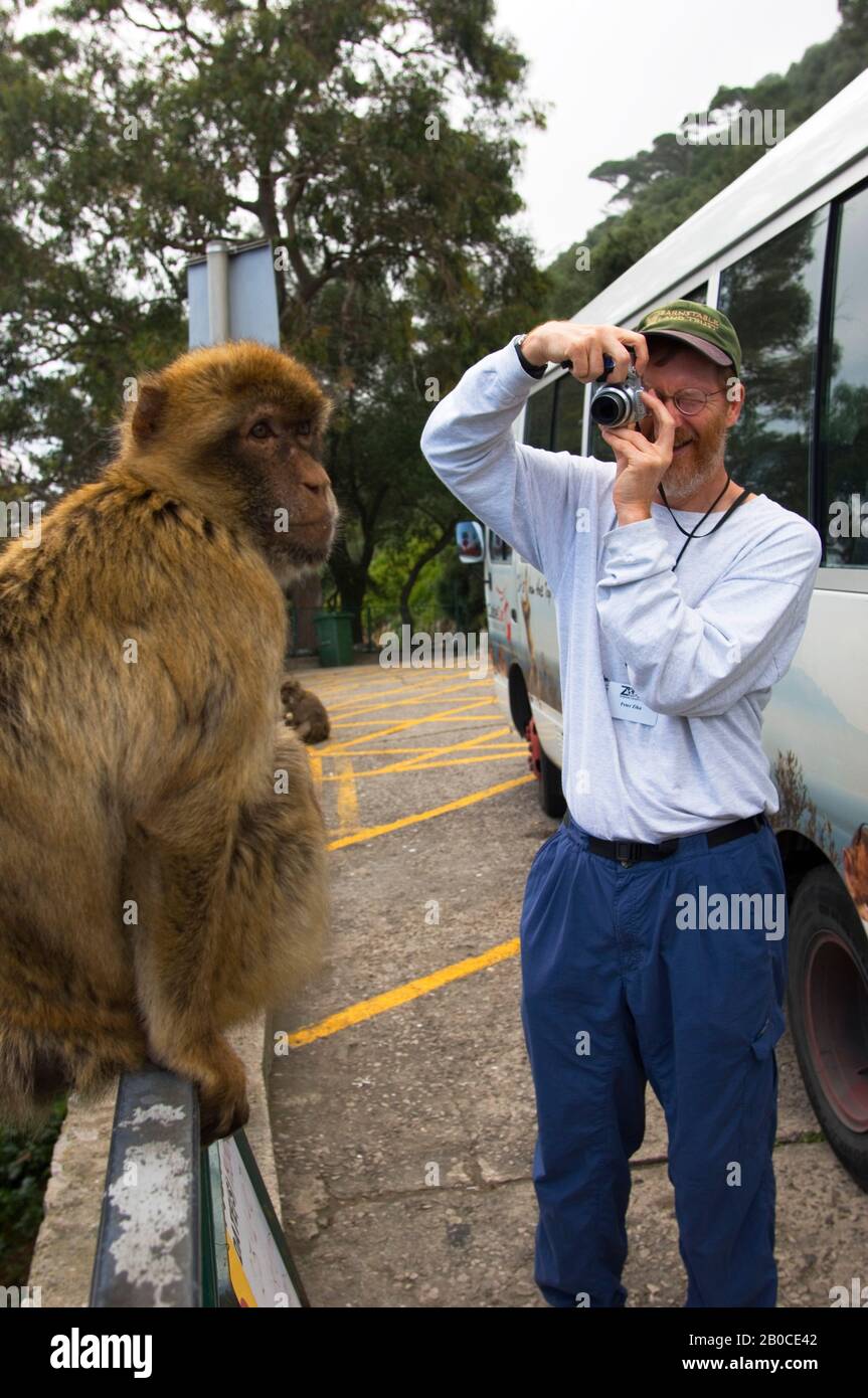 REGNO UNITO, GIBILTERRA, BARBARY MACAQUE (MACACA SYLVANUS), FOTOGRAFO TURISTICO APE Foto Stock