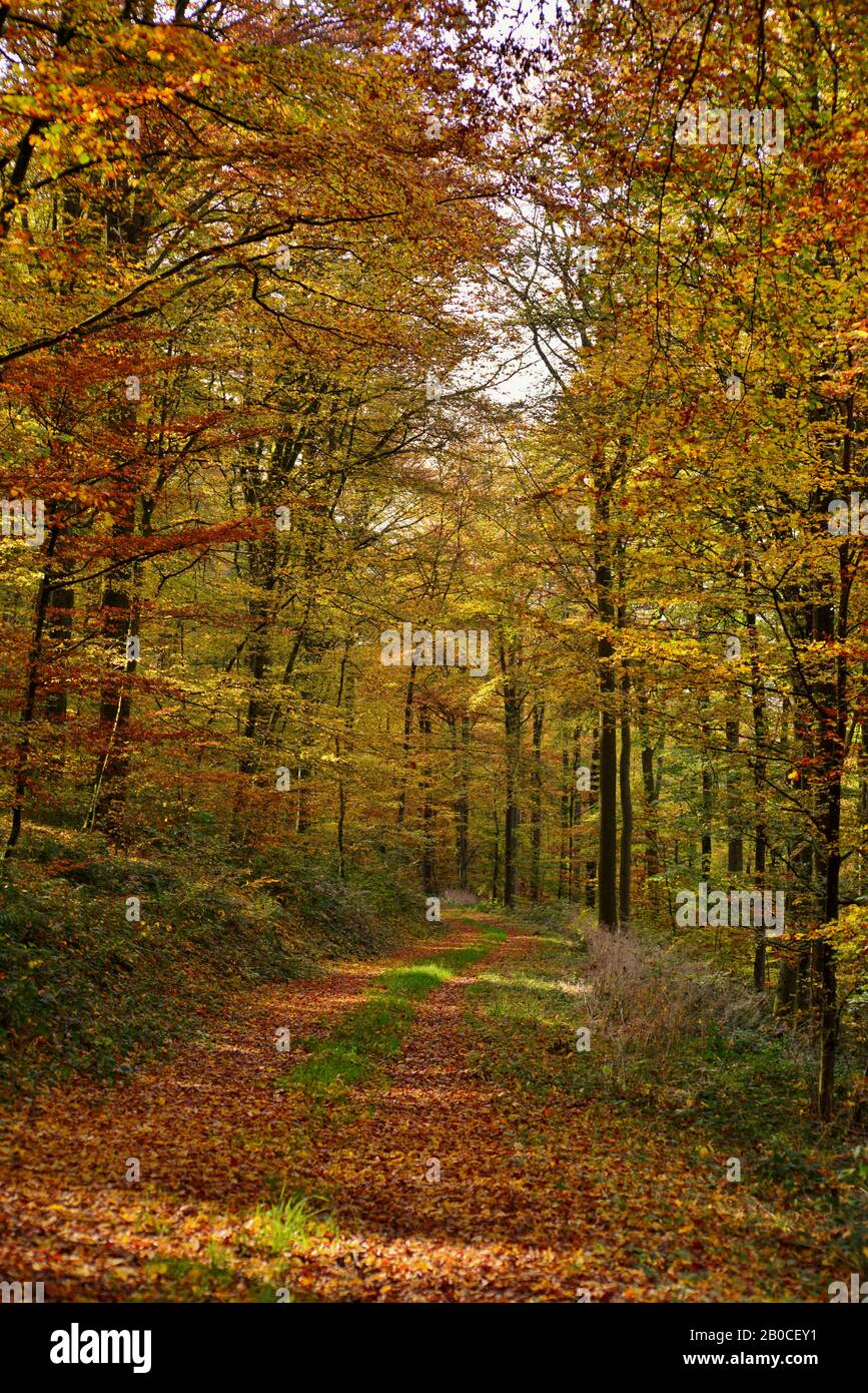 sentiero in foresta con bei colori autunnali Foto Stock