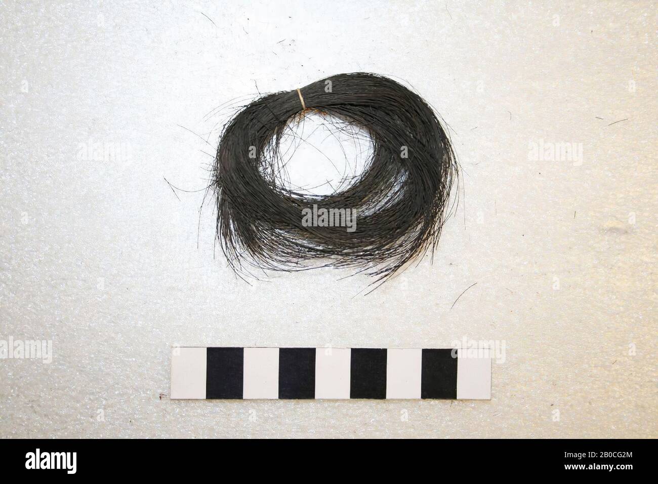 Paesi Bassi Medioevo, capelli, organici, capelli, Vindplaats, Paesi Bassi Foto Stock