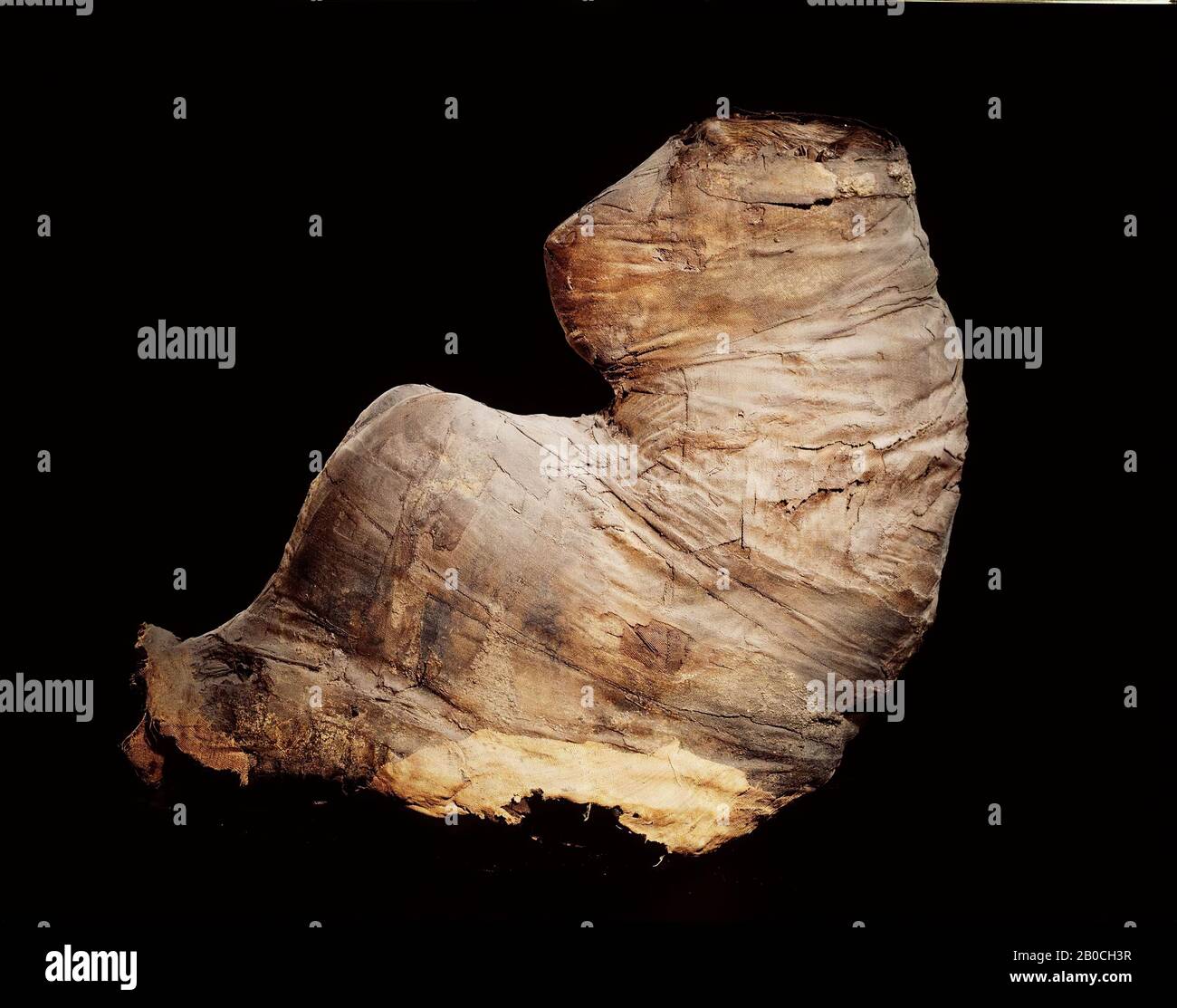 Scimmia, babbuino, giovane adulto maschio o il babbuino di oliva o di anubis (Papio cynocephalus L. 1766, più comunemente conosciuto oggi come Papio hamadryas anubis). Cranio apparentemente vuoto. Denti completi (a parte le canine) e senza usura, foramina apicale chiusa, lamina dura ossificata. Laringeo e trachea conservati in situ. Altri organi o cavità toraciche e addominali rimosse, nessun riempimento visibile. Assenza di anomalie o vertebre, dislocazione tra L5 e L6, vertebre caudali staccate dal sacro, moderno restauro con filo metallico intorno alle ossa pelviche. Scheletro o arti anteriori completi, mani piegate Foto Stock