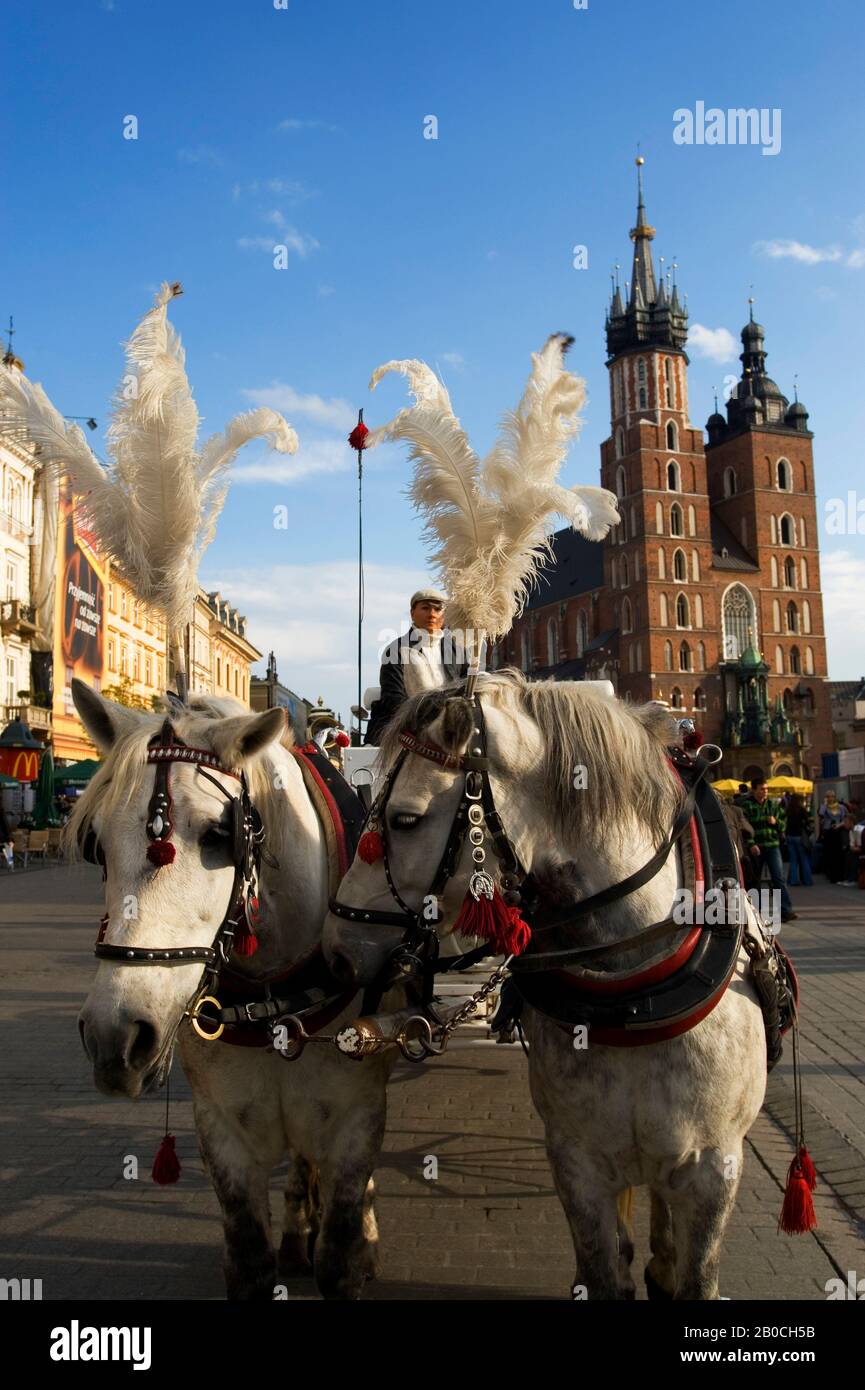 POLONIA, CRACOVIA, PIAZZA DEL MERCATO (RYNEK GLOWNY), CARROZZA A CAVALLI, ST. LA BASILICA DI MARIA SULLO SFONDO Foto Stock
