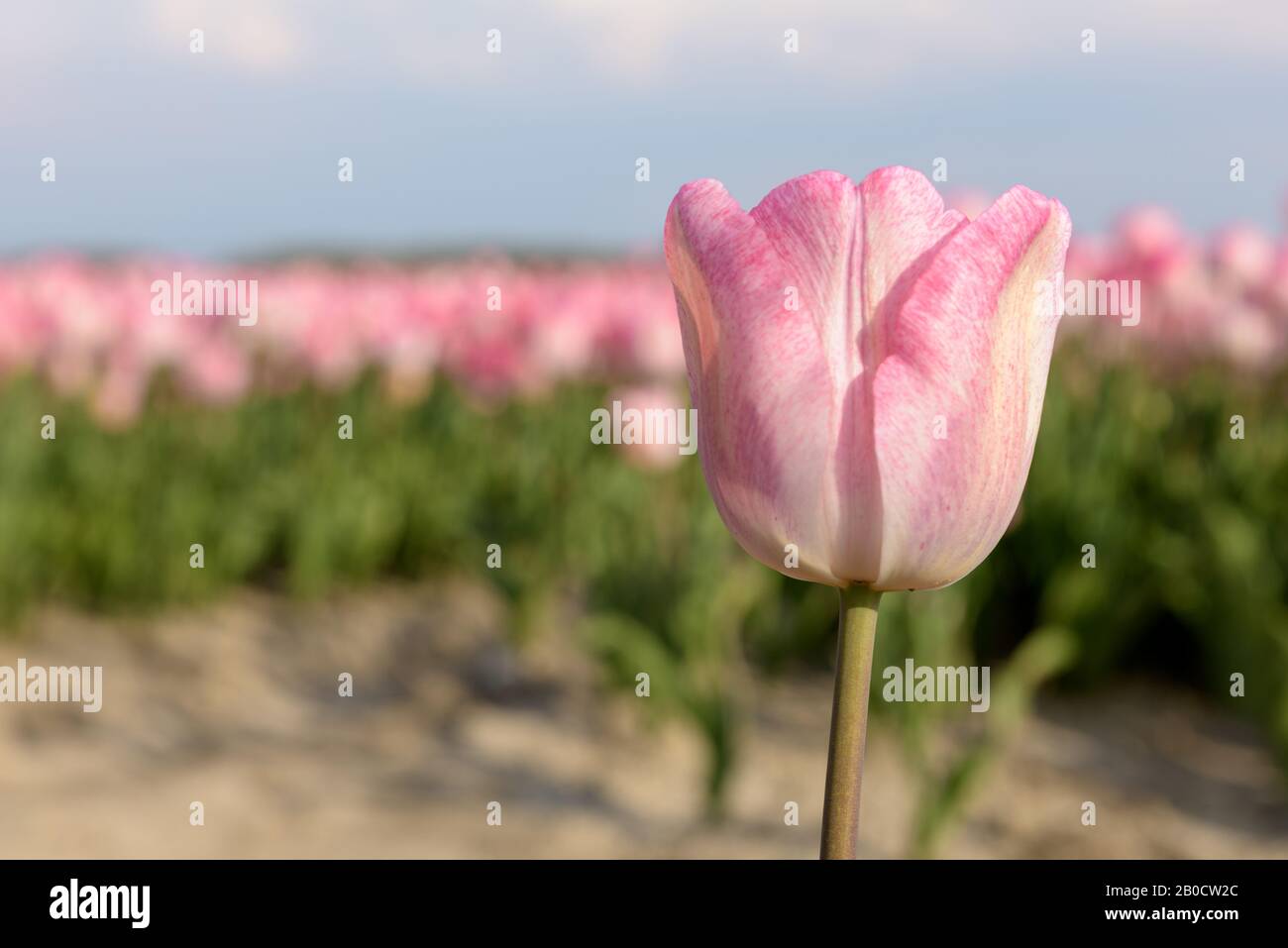 Primo piano di un tulipano rosa in Olanda con un campo di tulipano in piena fioritura sullo sfondo. Foto Stock