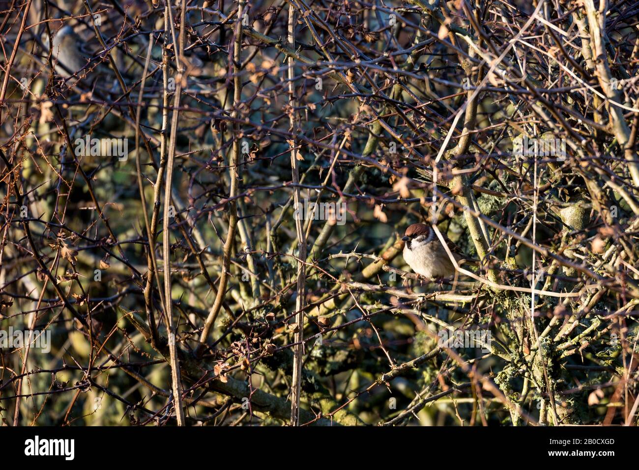 passerotto camoufled arroccato su ramoscelli sulla strada di campagna, alla ricerca di cibo. Scozia Regno Unito Foto Stock