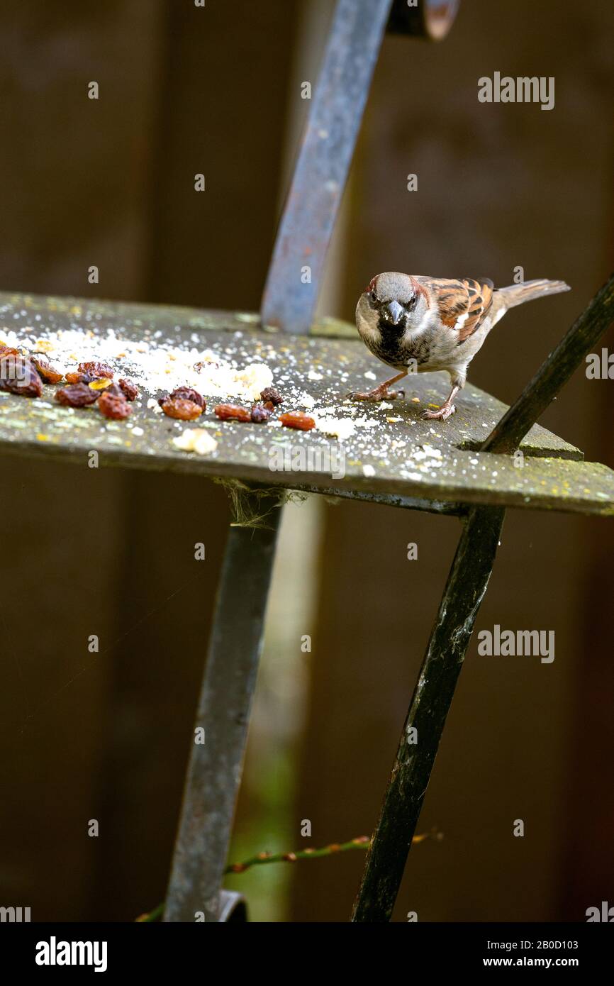 sparrows che alimentano dal birdtable del giardino. Scozia Regno Unito Foto Stock