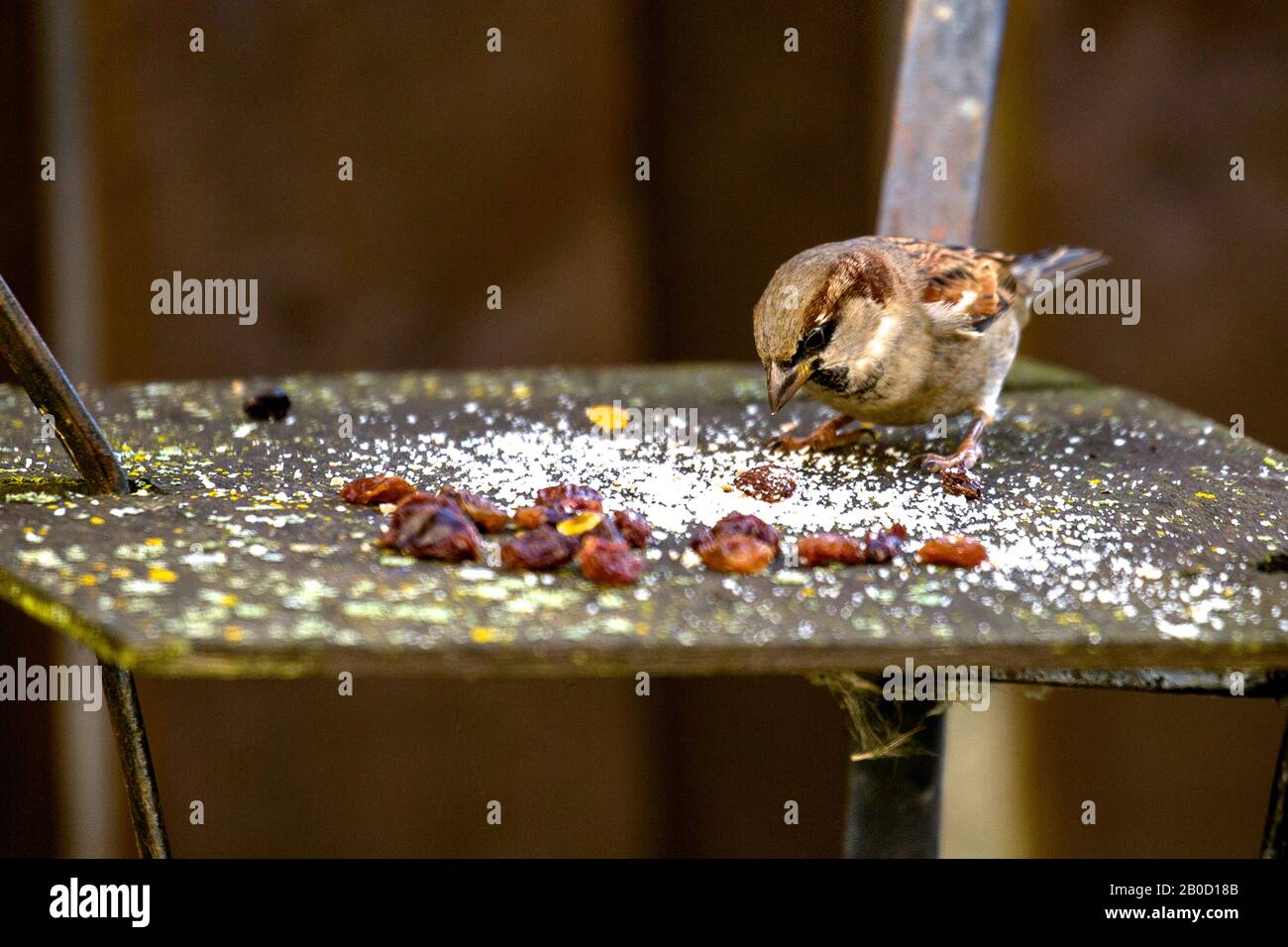 sparrows che alimentano dal birdtable del giardino. Scozia Regno Unito Foto Stock