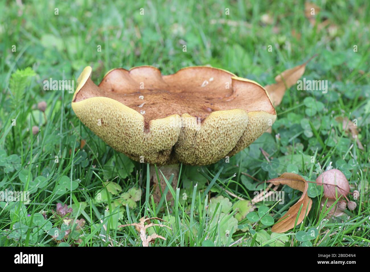 Suillus granulatus, comunemente noto come il bolete piangente o il fungo selvatico granulato di bolete dalla Finlandia Foto Stock