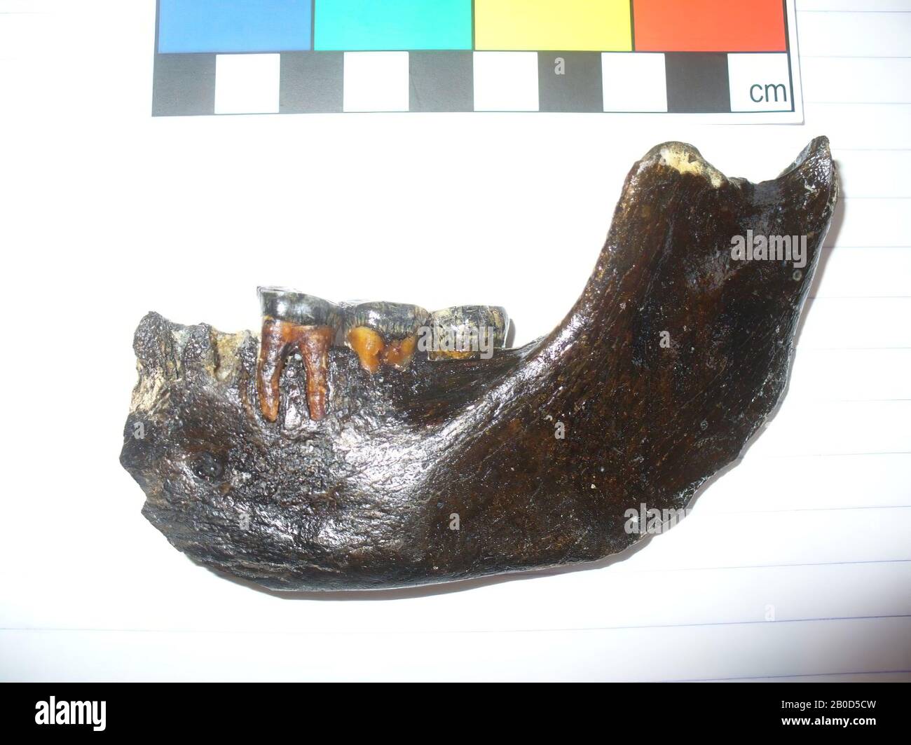 Frammento mandibola inferiore, organica, osso (umano), L: 11.2 cm, W: 5.5 cm, D: 2.0 cm, G: 58 gr., Mesolitico 8000-4000 a.C., Paesi Bassi, Olanda meridionale, Maasvlakte, Mare del Nord Foto Stock