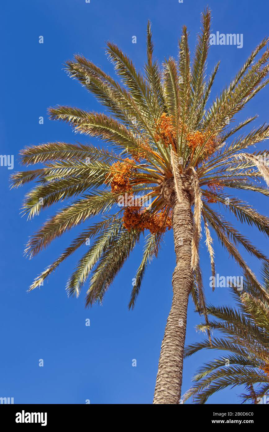 Date palmo contro cielo blu. Albero di palma nativo della regione mediterranea. Naturale e autentico. Foto Stock