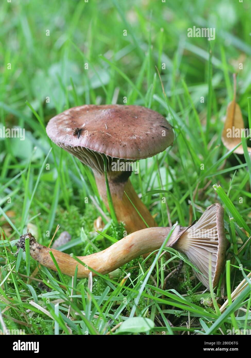 Gomphidius rutilus (Chromogomphus rutilus coll.), conosciuto come punta di rame o slimecap marrone, fungo selvatico dalla Finlandia Foto Stock