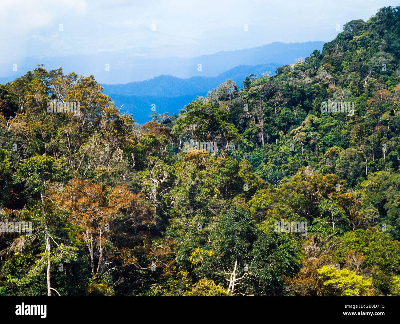 Paesaggio della giungla delle Highland, Malesia, collina di Fraser vicino a Kuala Lumpur, dense colline coperte dalla giungla Foto Stock