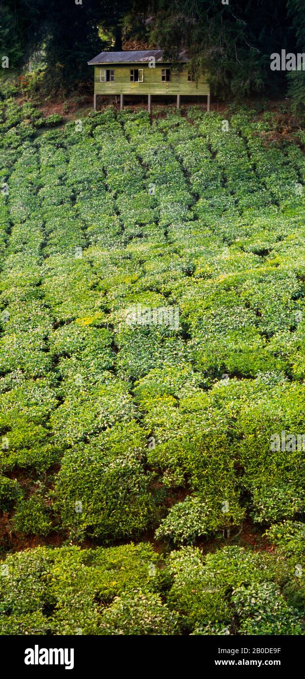 La piantagione di tè, Cameron Highlands, Malaysia Foto Stock