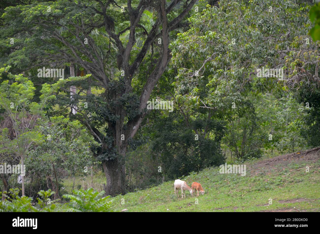 Pascoli e foreste secondarie nel comune di Guisa, provincia di Granma, Cuba meridionale Foto Stock