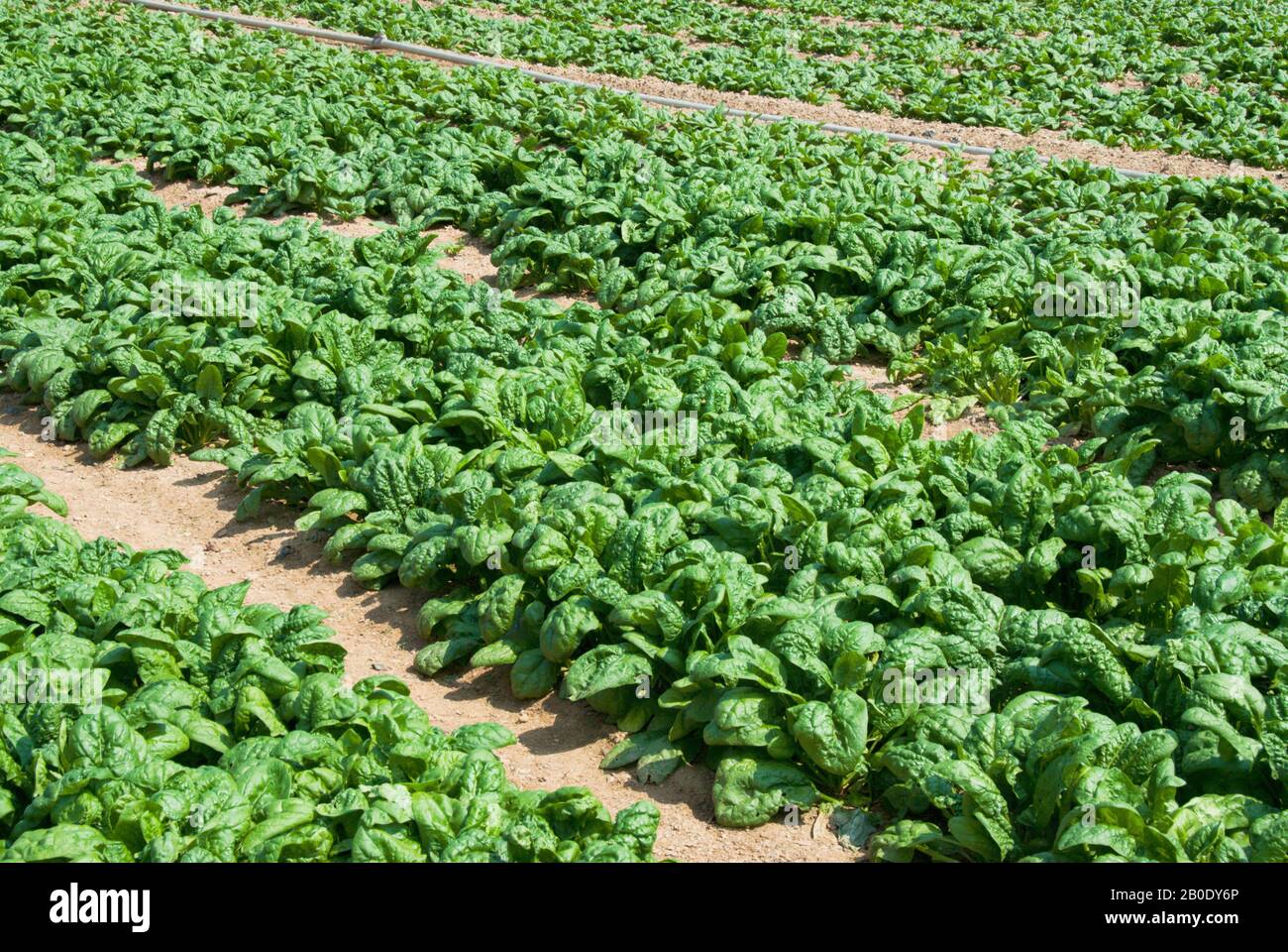 Raccolto di spinaci organici pronti per la raccolta in una fattoria biologica nel Maryland USA. Foto Stock