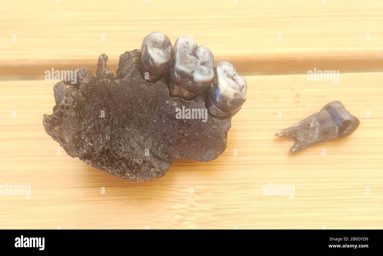 Preistoria Olanda, mandibola inferiore, umana, organica, ossea, umana, 3 x 2 x 2 cm, bronzea mesolitica 9000-1000 a.C., Olanda del Sud, Katwijk, Katwijk Foto Stock