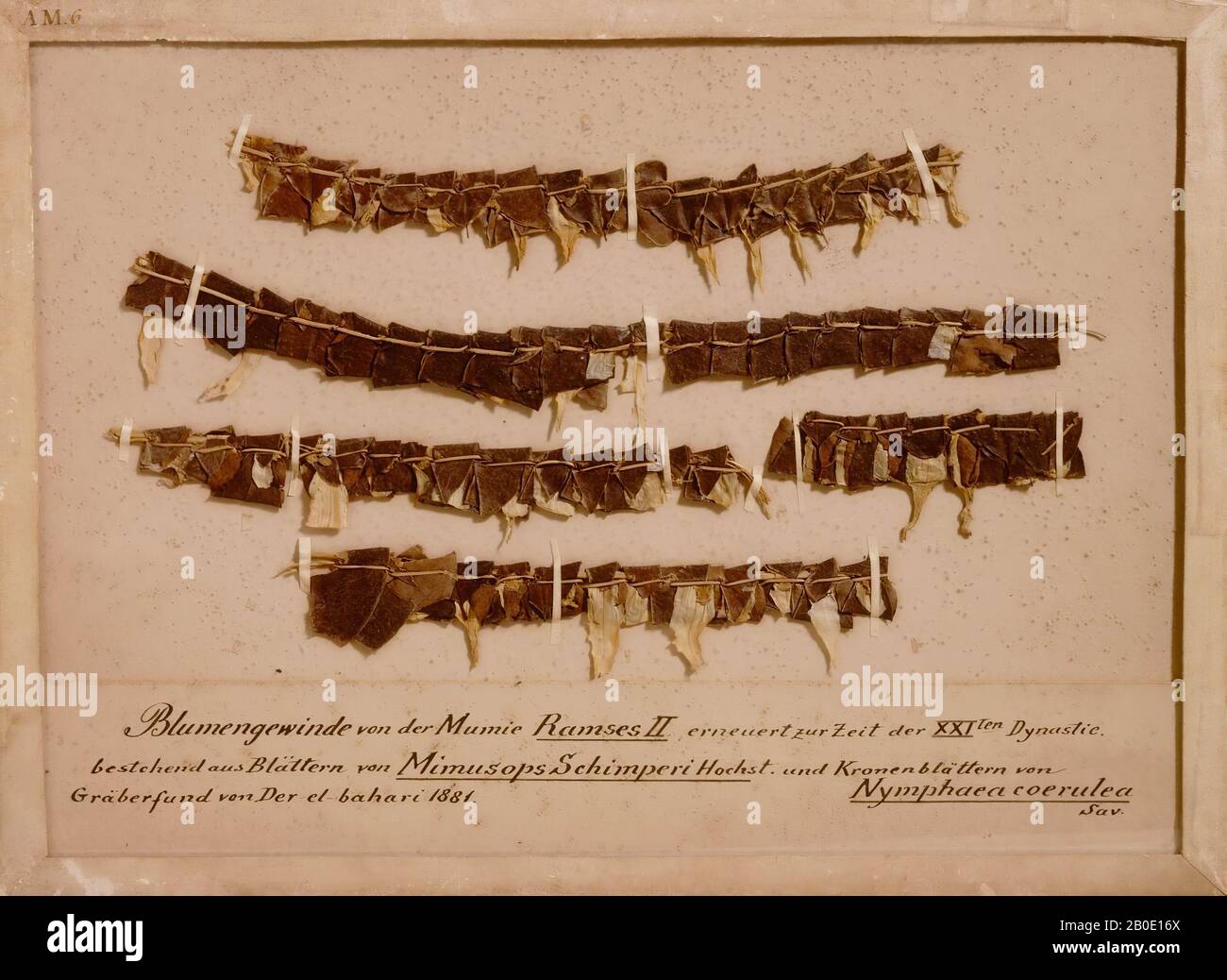 Egitto, corona, mimusops gimperi, loto blu, verdure, 24,3 x 33,5 cm, Terzo Periodo Intermedio 1070-712 a.C., Egitto Foto Stock