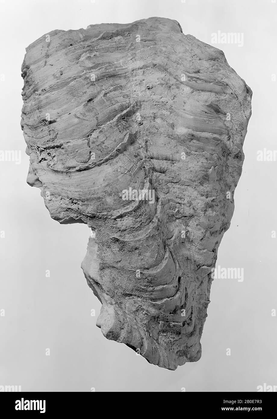Guscio Tridacna, rotto in 2 pezzi, guscio, organico, guscio, L 15,39 cm (frammento più grande), L 8,66 cm, H 3,07 cm, Palestina Foto Stock