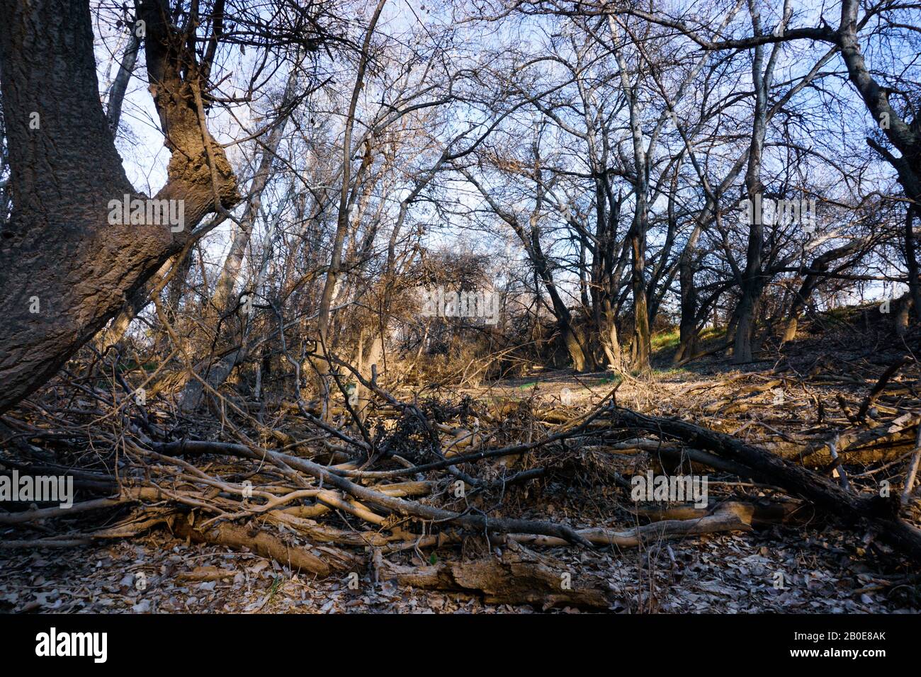 Letto del fiume Soto a Saragozza dopo l'alluvione. Rami e fango. CAUCE del soto del río en Zaragoza después de la riada. Ramas y barro. Foto Stock