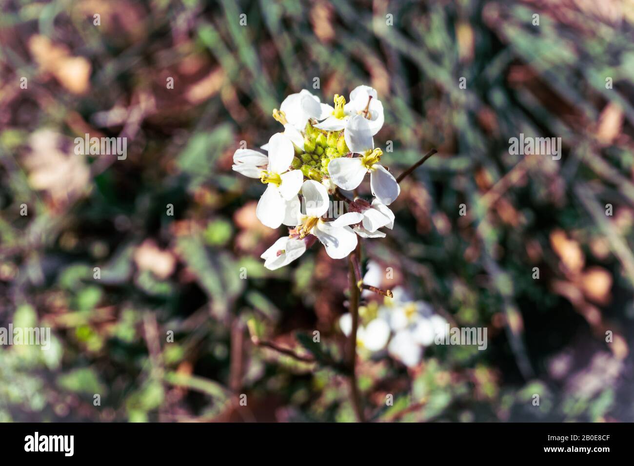 Avanzamento della primavera, fioritura in inverno Foto Stock