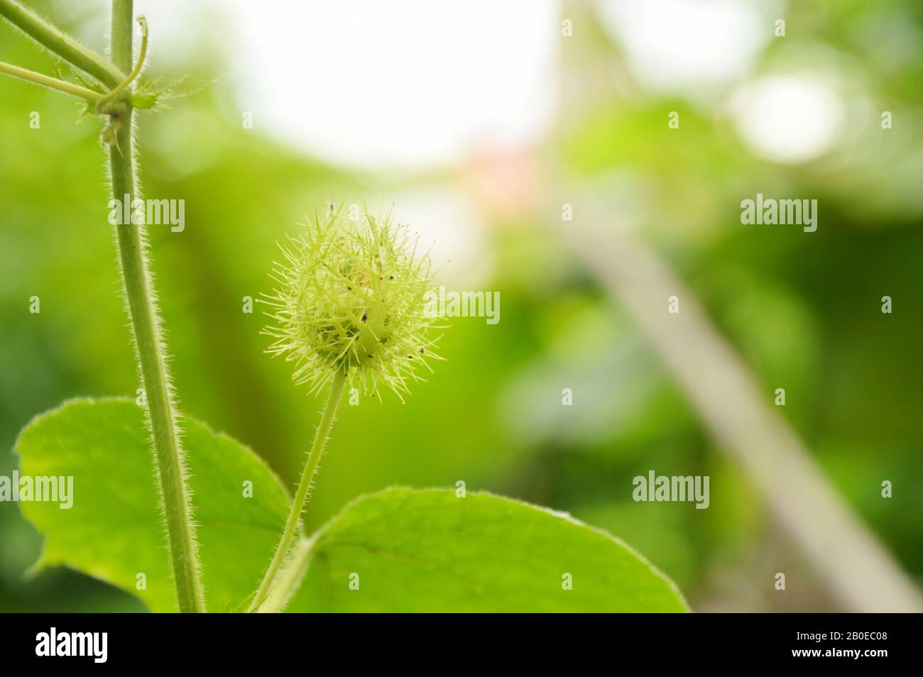 scarlatto frutta passionflower o passiflora foetida erbe tropicali in giardino cortile Foto Stock