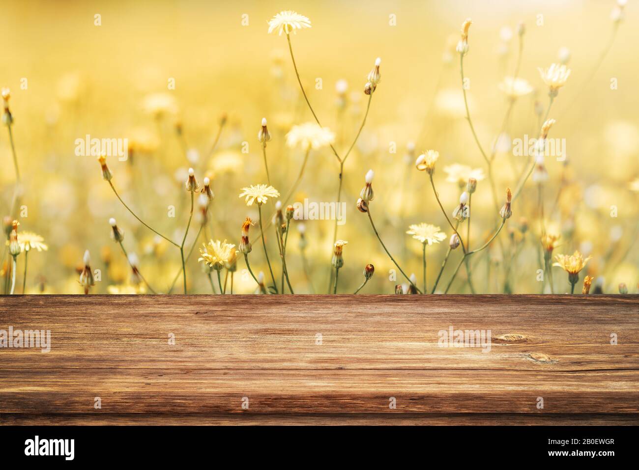 Bella primavera sfondo con fiori gialli e tavolo vuoto in legno in natura all'aperto. Modello naturale con luce solare Foto Stock