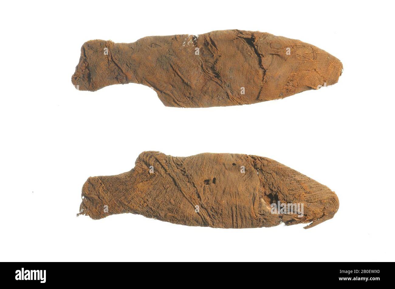 Pesce, Le mummie sono racchiusi in una figura di pesce, fatto da un pezzo di legno e longitudinalmente e scavato fuori. La figura ha una testa smussata che mostra una pinna dorsale continua appuntita, un ventre leggermente curvo e una coda biforcuta. La coda è molto danneggiata (metà sinistra: Estremità superiore persa, estremità inferiore rotta e ricongiuntata, metà destra: Quasi completamente persa), la punta della pinna dorsale si perde, e ci sono diverse fessure longitudinali e un piccolo foro sotto la pinna dorsale nella metà destra. Non ci sono tracce di gesso o colore. All'interno della cavità si trovano due pesci mummificati (21,7 x 6,1 x 1,9 cm, 20,5 x 6,0 Foto Stock