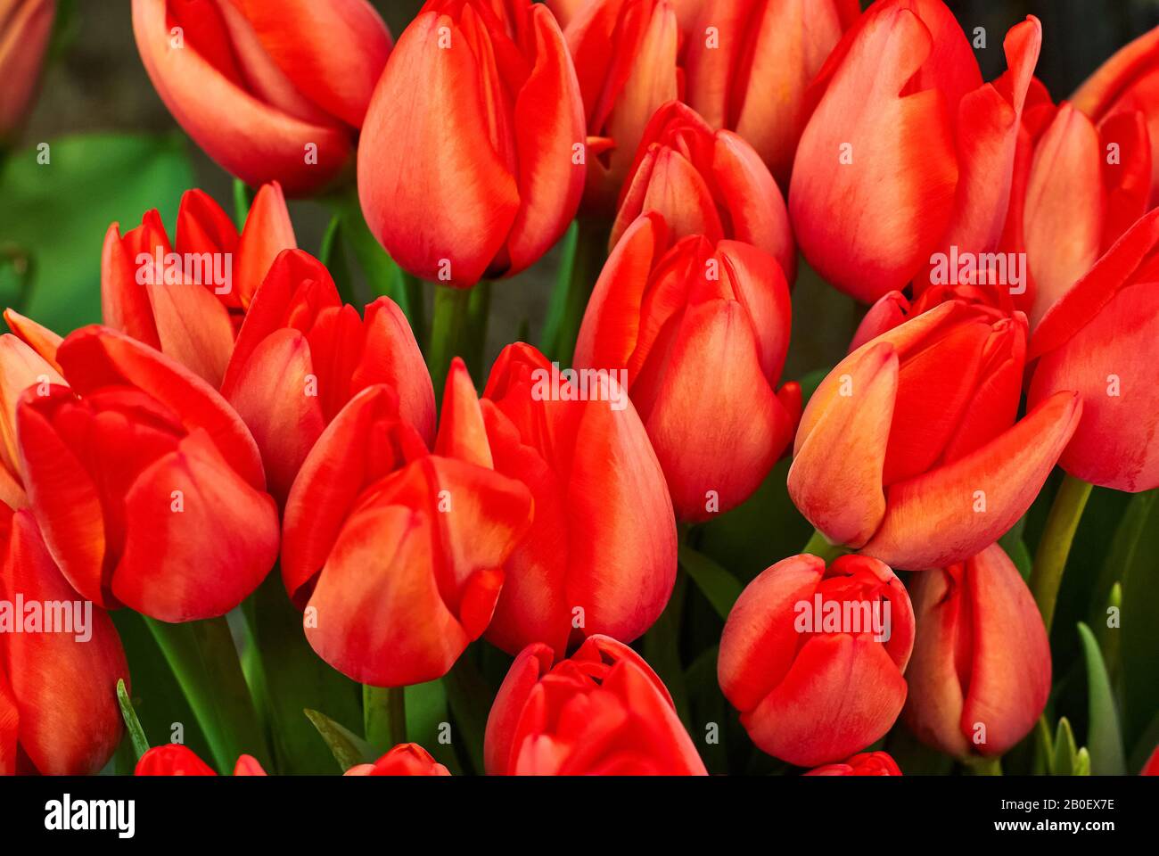 sfondo floreale - tulipani rossi in crescita Foto Stock