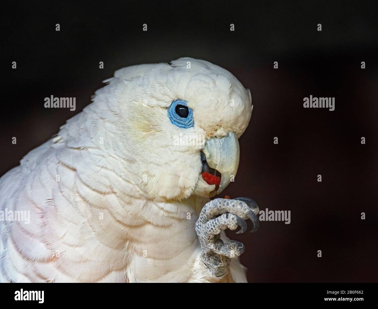 Solomons cacatoo, conosciuto anche come il Ducorp's cacatoo Cacatua ducorpsii Foto Stock