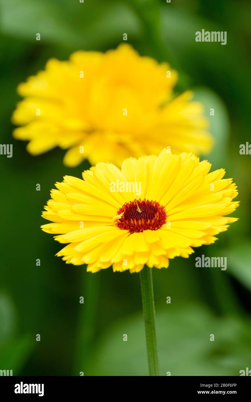 Primo piano di fiori di Pot Marigold Calendula officinalis, 'Kablouna Intenso giallo' marigold giallo, Calendula officinalis Foto Stock