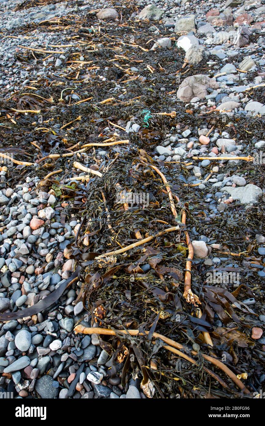 Una collezione di alghe su rocce e ciottoli isolati su una costa scozzese sull'isola di Siel in Argyll e Bute, Scozia con bassa marea Foto Stock