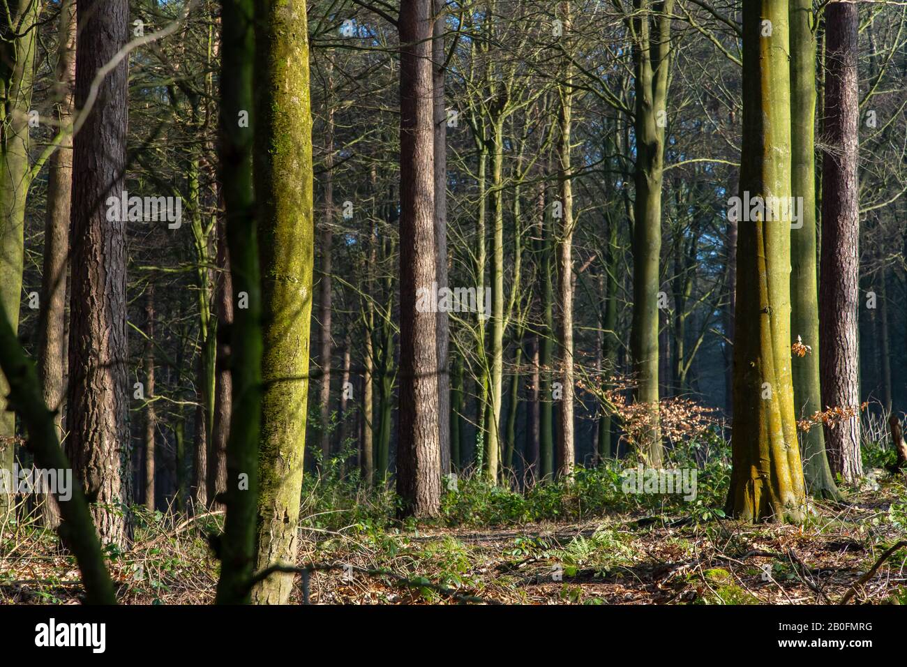 Otley Forest, Leeds, Regno Unito Foto Stock