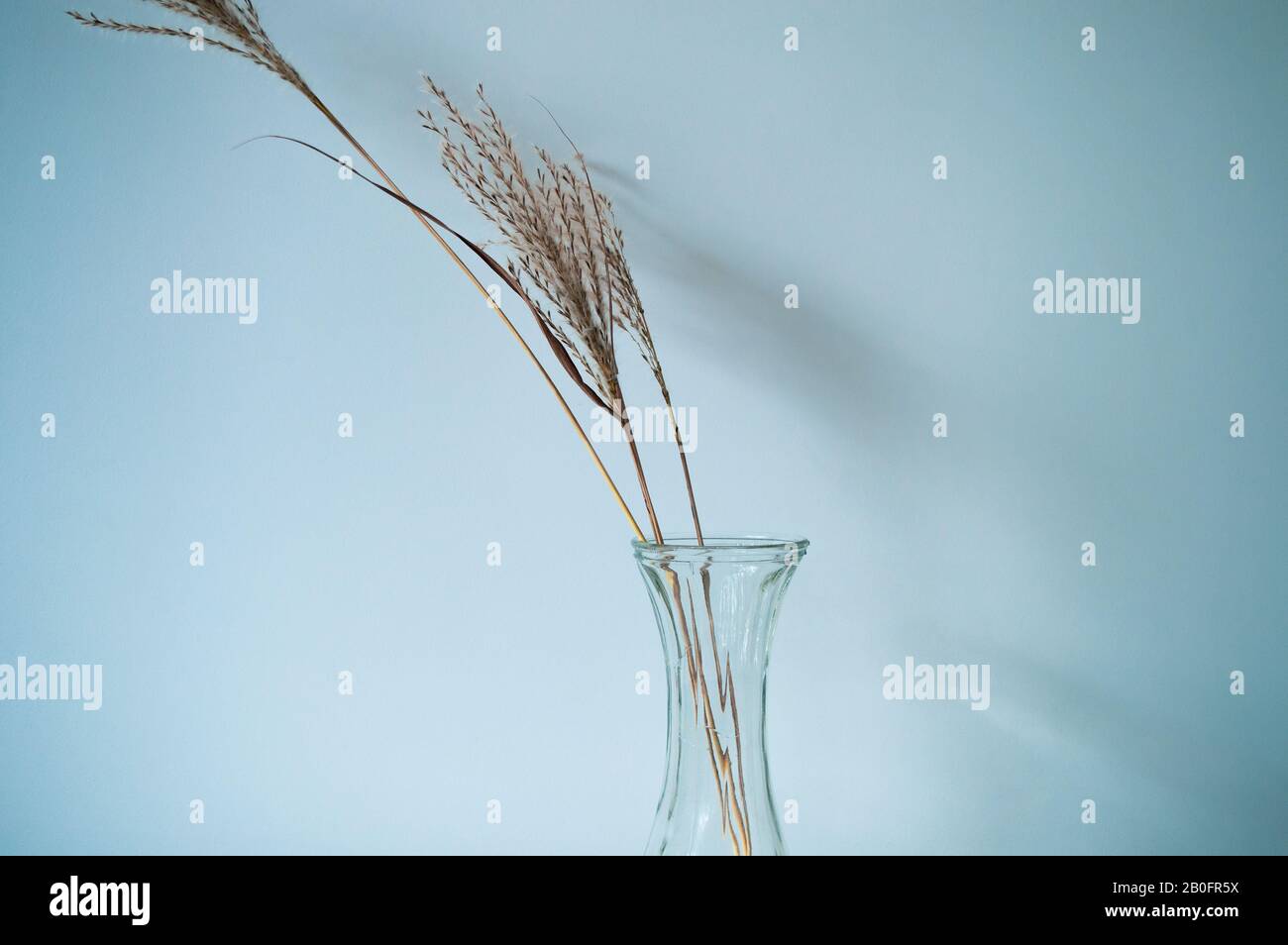 Miscanto secco, o verga in vaso di vetro Foto Stock