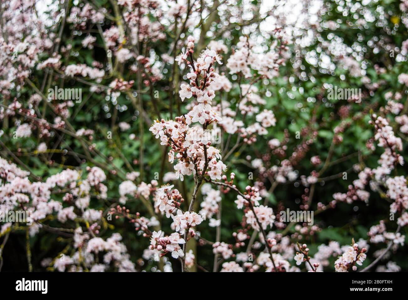 2 rami di prugna di ciliegia prunus cerasifera con rosa fiore bianco che si incrociano su uno sfondo di altri rami di fiore Foto Stock