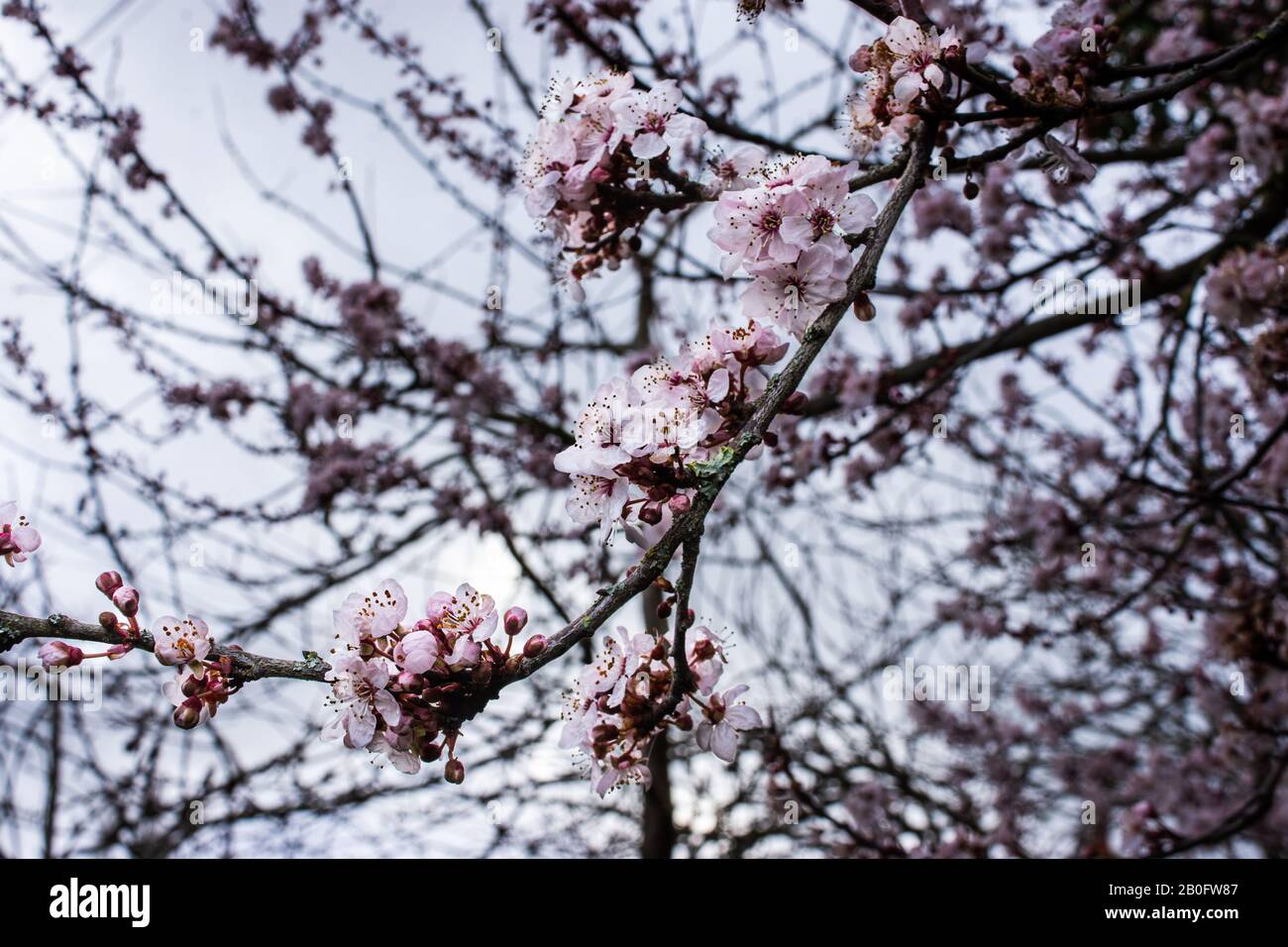 Un ramo di ciliegia prugna prunus cerasifera fiore in primo piano fuoco contro il cielo grigio e altri rami di fiore sfocato Foto Stock