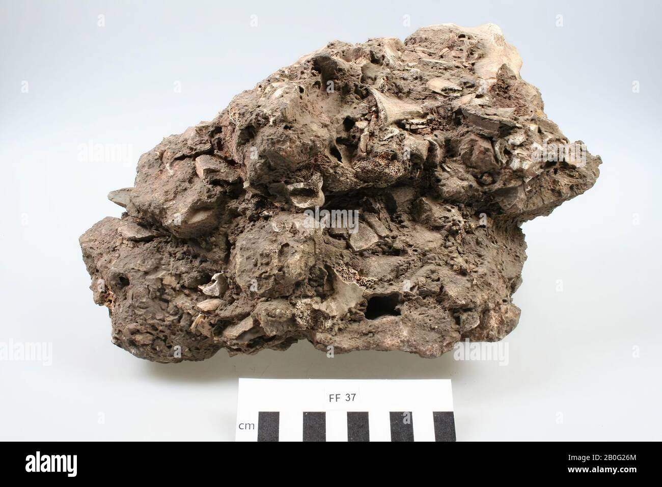 Pezzo originale breccia con vestigia di ossa animali, pietra scolpita, ecc. Abbastanza fragile., Frammento, pietra, breccia, organico, osso, 30 x 18 x 15,7 cm, preistoria, Francia, Dordogna Foto Stock