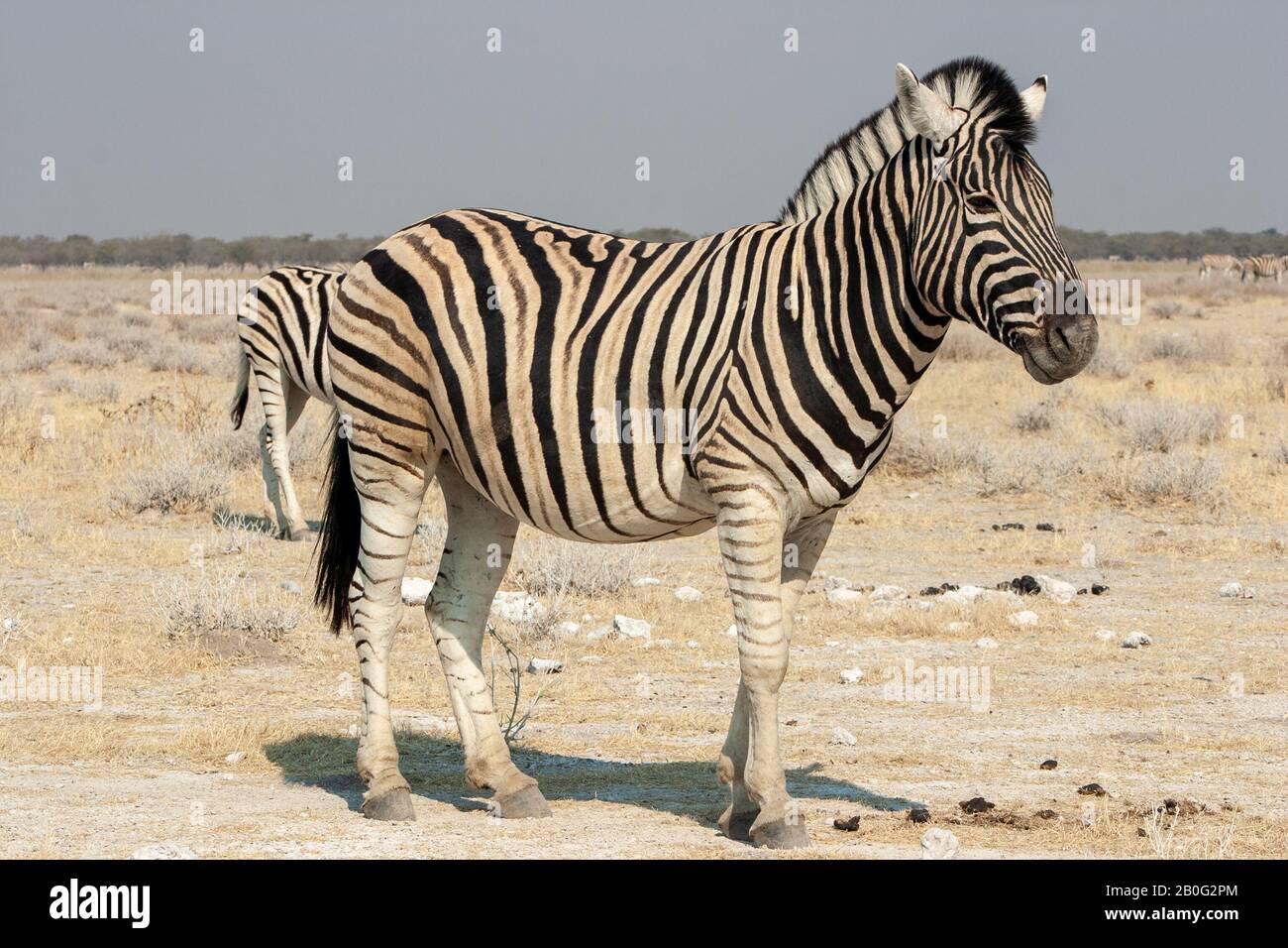 La Burchell zebra nel Parco Nazionale di Etosha, Namibia Foto Stock