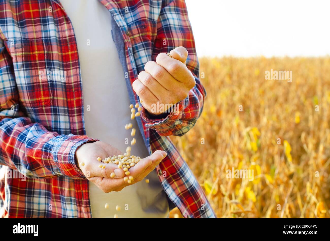 Il contadino si riversa di grani di soia nelle sue mani sul campo serata di sfondo tramonto Foto Stock