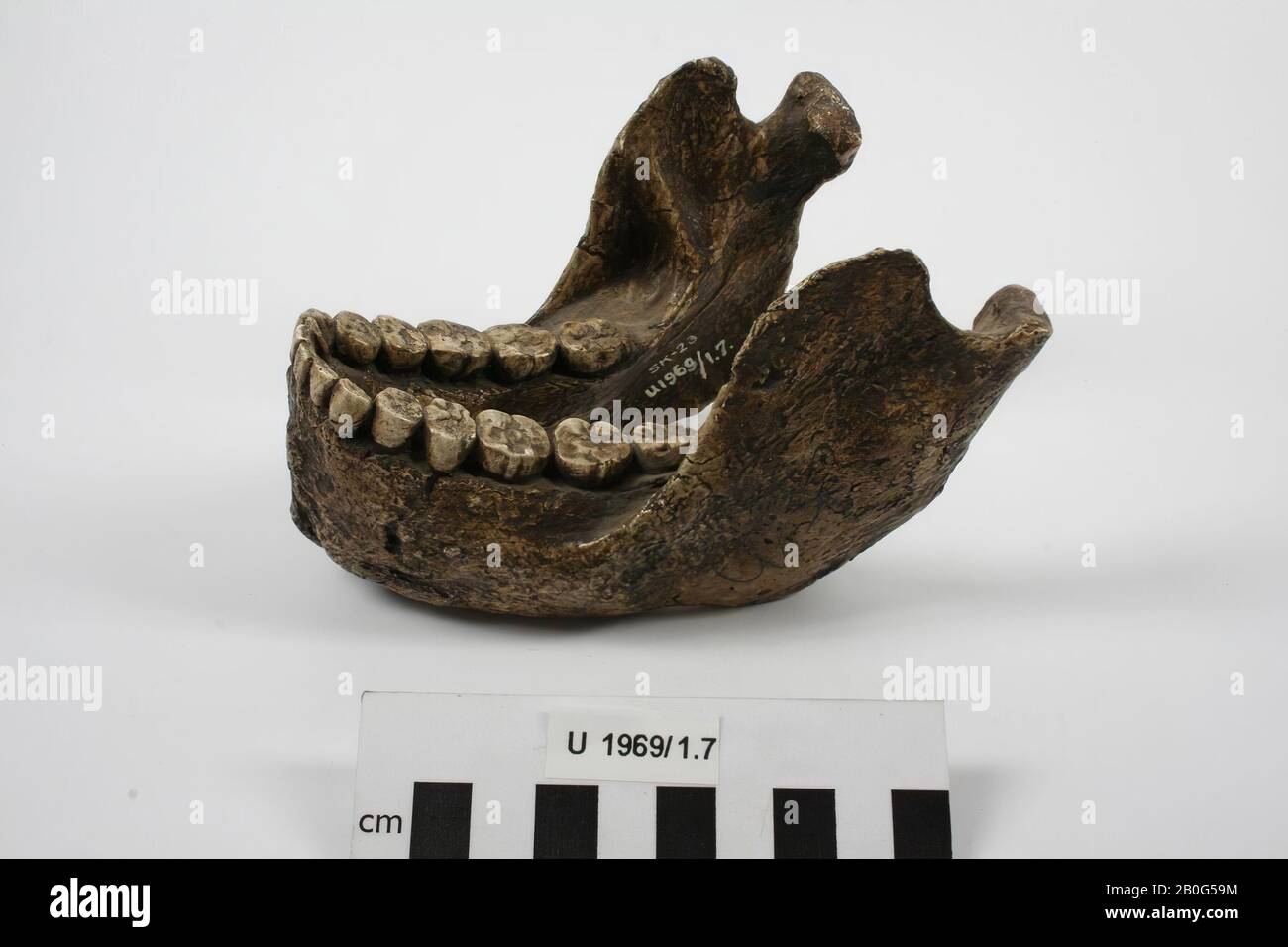 Calco in gesso della mascella inferiore di un Paranthropus robustus crassidens (Australopithecus robustus)., Colata, mascella inferiore, gesso, 13,5 x 9,4 x 9,1 cm, periodo preistorico, Sudafrica Foto Stock