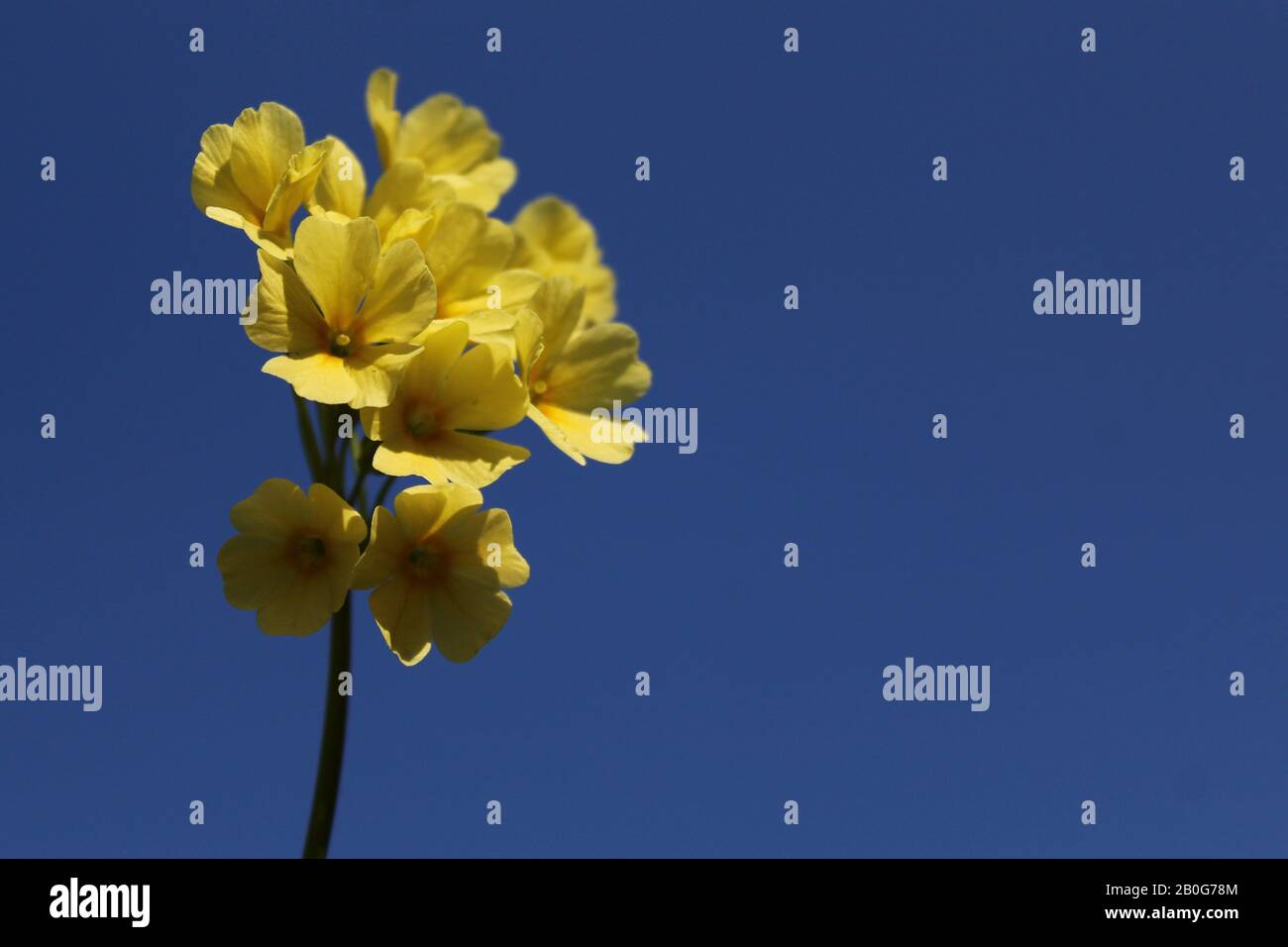 L'immagine mostra un cowslip davanti al cielo blu Foto Stock