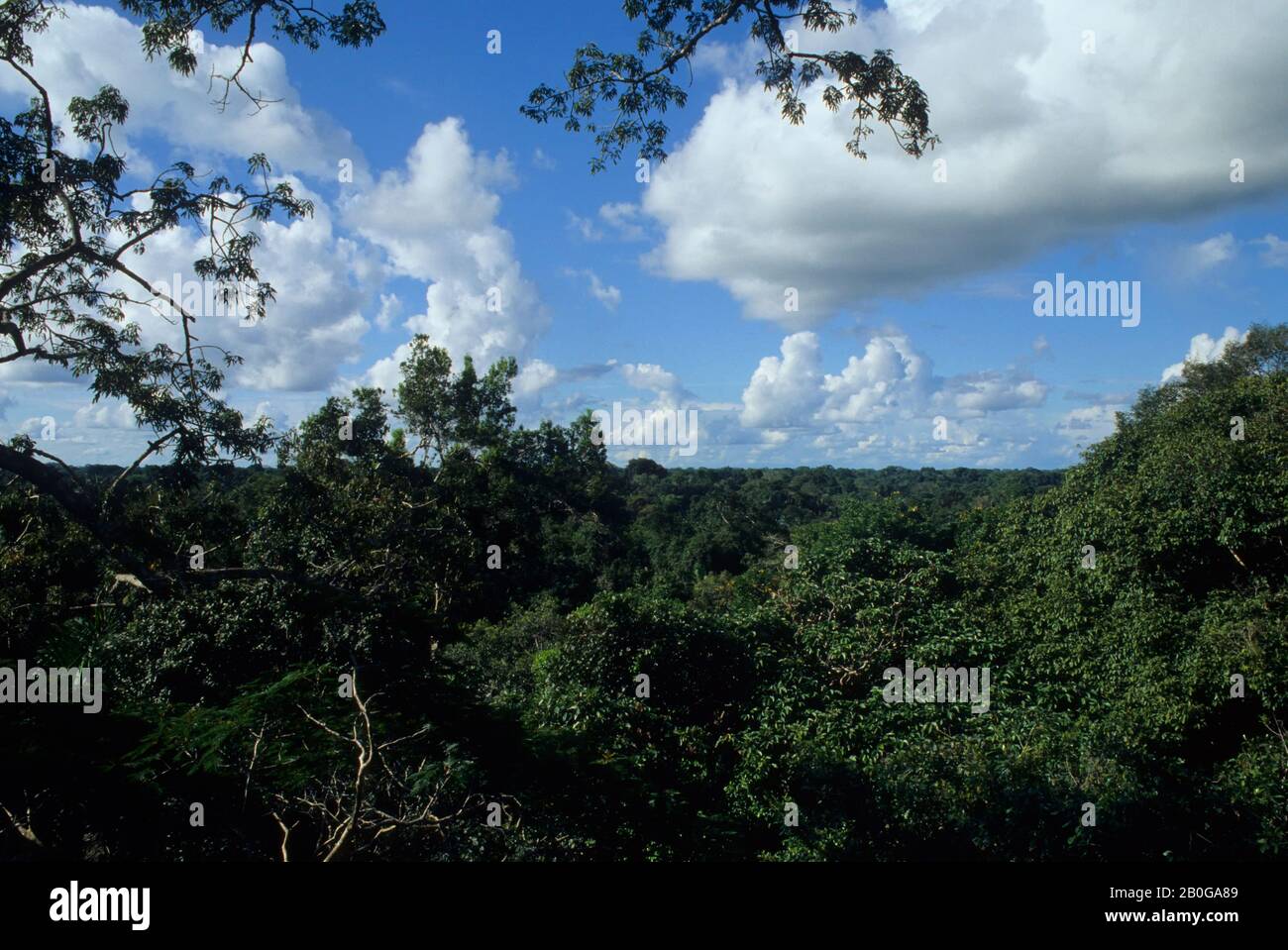 ECUADOR, BACINO AMAZZONICO, VICINO COCA, FORESTA PLUVIALE, VISTA SULLE CIME DEGLI ALBERI Foto Stock