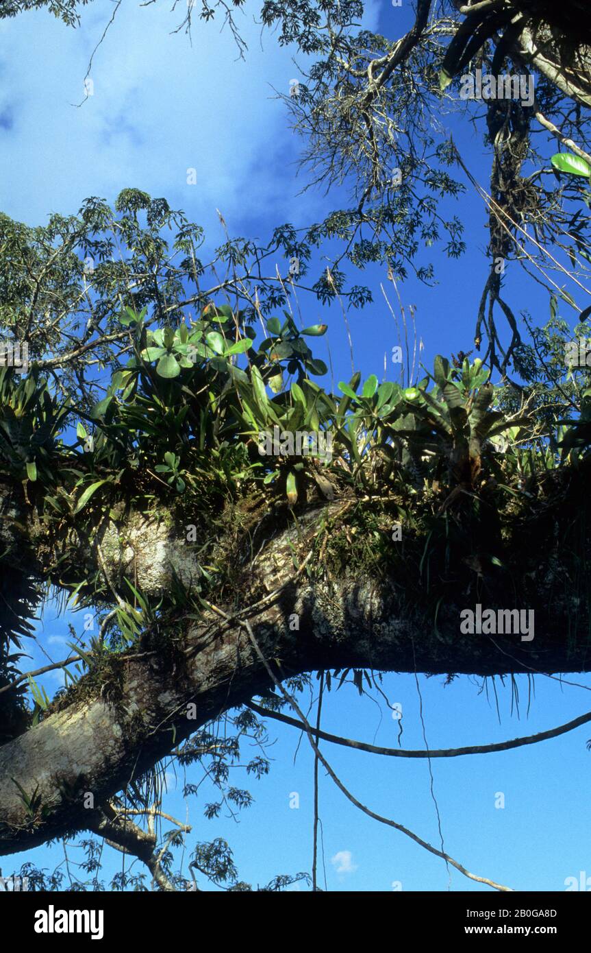 ECUADOR, BACINO AMAZZONICO, VICINO COCA, FORESTA PLUVIALE, TETTOIA SUPERIORE, EPIFITI IN ALBERO Foto Stock