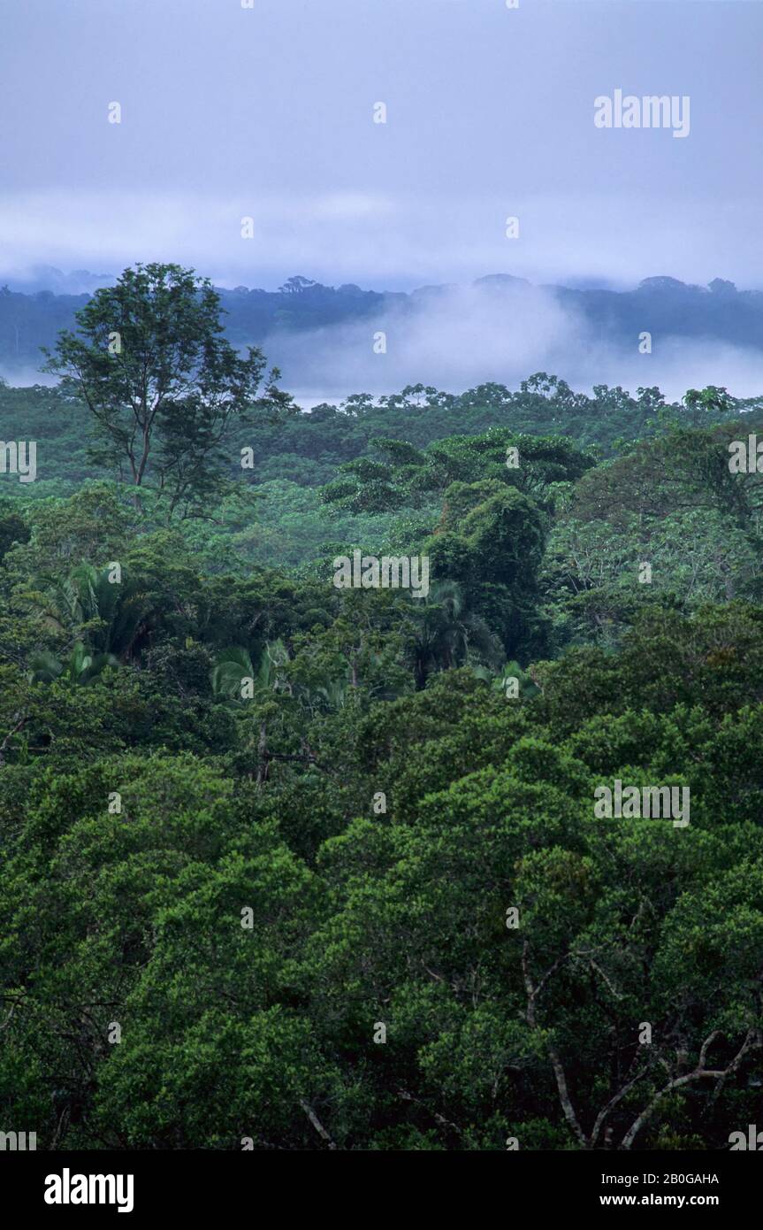 ECUADOR, BACINO AMAZZONICO, VICINO COCA, FORESTA PLUVIALE, TETTOIA SUPERIORE, NEBBIA CHE SALE DOPO LA PIOGGIA Foto Stock