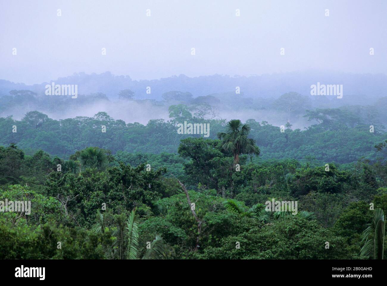 ECUADOR, BACINO AMAZZONICO, VICINO COCA, FORESTA PLUVIALE, TETTOIA SUPERIORE, NEBBIA CHE SALE DOPO LA PIOGGIA Foto Stock