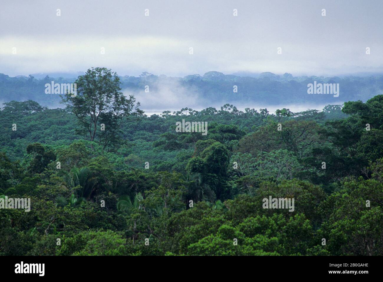 ECUADOR, BACINO AMAZZONICO, VICINO COCA, FORESTA PLUVIALE, TETTOIA SUPERIORE, NEBBIA CHE SALE DOPO LA PIOGGIA Foto Stock